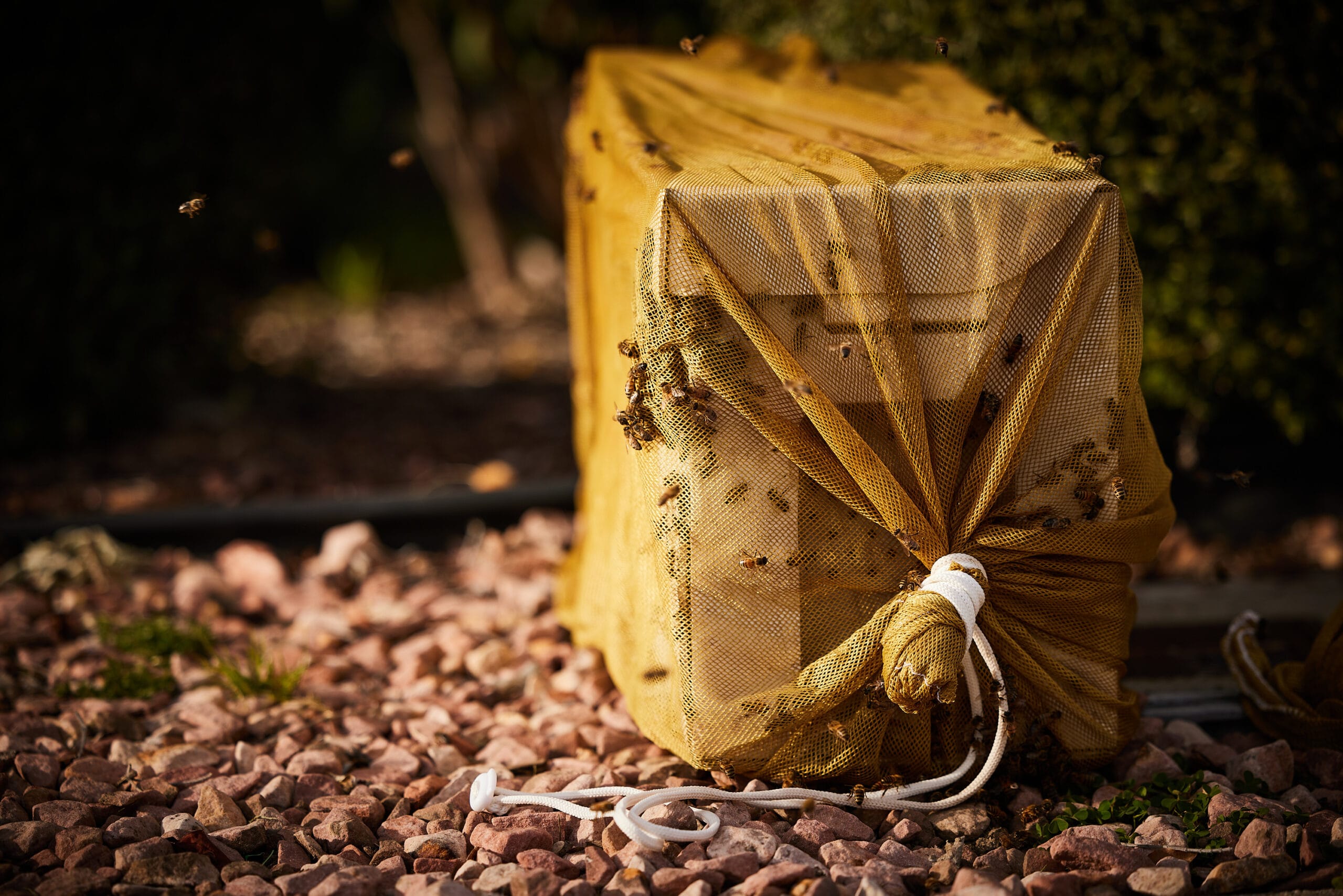 Bee Relocation